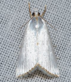 Urola nivalis by (c) Andy Reago & Chrissy McClarren, some rights reserved (CC BY). Used under a CC-BY license.