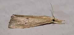 Xubida panalope by (c) Nick Block, some rights reserved (CC BY), uploaded by Nick Block. Used under a CC-BY license.