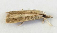 Xubida punctilineella by (c) jimeckert49, some rights reserved (CC BY). Used under a CC-BY license.