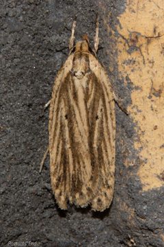 Agonopterix by (c) Possums' End, some rights reserved (CC BY), uploaded by Possums' End. Used under a CC-BY license.