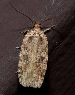 Agonopterix by no rights reserved, uploaded by Chrissy McClarren and Andy Reago. Used under a CC0 license.