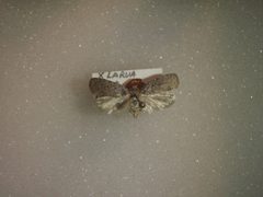 Agonopterix pteleae by no rights reserved, uploaded by Allan Harris. Used under a CC0 license.