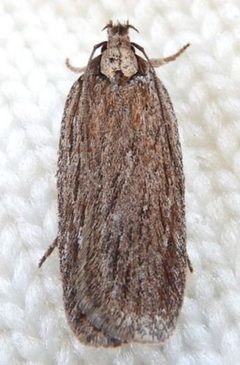 Apachea barberella by (c) jimeckert49, some rights reserved (CC BY). Used under a CC-BY license.