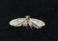 Exaeretia nivalis by (c) Doug Macaulay, some rights reserved (CC BY), uploaded by Doug Macaulay. Used under a CC-BY license.