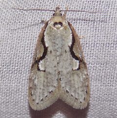 Semioscopis by (c) Fyn Kynd, some rights reserved (CC BY). Used under a CC-BY license.