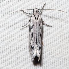 Ethmia discostrigella by (c) Ken-ichi Ueda, some rights reserved (CC BY), uploaded by Ken-ichi Ueda. Used under a CC-BY license.