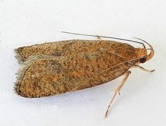 Psilocorsis amydra by (c) jimeckert49, some rights reserved (CC BY). Used under a CC-BY license.