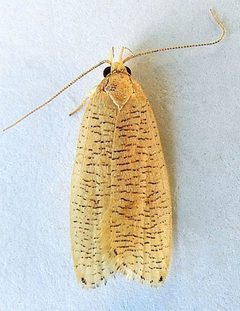 Psilocorsis cirrhoptera by (c) jimeckert49, some rights reserved (CC BY). Used under a CC-BY license.