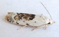 Antaeotricha fuscorectangulata by (c) jimeckert49, some rights reserved (CC BY). Used under a CC-BY license.