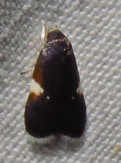 Menesta melanella by (c) David Dodd, some rights reserved (CC BY), uploaded by David Dodd. Used under a CC-BY license.
