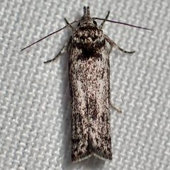 Menestomorpha oblongata by (c) Sue Carnahan, some rights reserved (CC BY), uploaded by Sue Carnahan. Used under a CC-BY license.