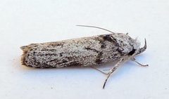 Menestomorpha oblongata by (c) jimeckert49, some rights reserved (CC BY). Used under a CC-BY license.