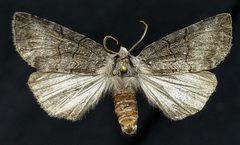 Ceranemota albertae by (c) Doug Macaulay, some rights reserved (CC BY), uploaded by Doug Macaulay. Used under a CC-BY license.