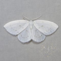 Drepaninae by (c) Dan MacNeal, some rights reserved (CC BY), uploaded by Dan MacNeal. Used under a CC-BY license.