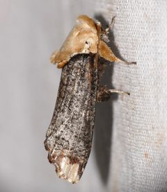 Dudgeoneidae by (c) Bernard DUPONT, some rights reserved (CC BY). Used under a CC-BY license.