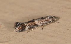 Elachistidae by (c) John Walter, some rights reserved (CC BY), uploaded by John Walter. Used under a CC-BY license.