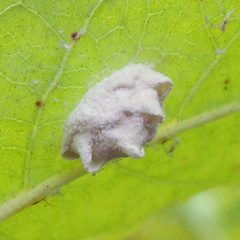 Fulgoraecia exigua by (c) Bill Keim, some rights reserved (CC BY). Used under a CC-BY license.