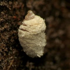 Epipyropidae by (c) Katja Schulz, some rights reserved (CC BY). Used under a CC-BY license.