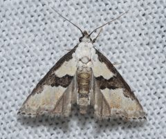 Nigetia formosalis by (c) Andy Reago & Chrissy McClarren, some rights reserved (CC BY). Used under a CC-BY license.