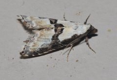 Nigetia formosalis by (c) Andy Reago & Chrissy McClarren, some rights reserved (CC BY). Used under a CC-BY license.