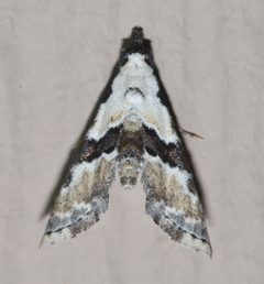 Nigetia formosalis by (c) Andy Reago & Chrissy McClarren, some rights reserved (CC BY). Used under a CC-BY license.