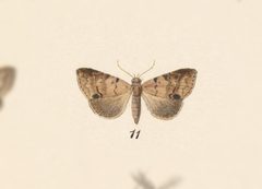 Deinopa angitia by no rights reserved, uploaded by Andreas Manz. Used under a CC0 license.