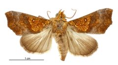 Anomis flava by (c) Landcare Research New Zealand Ltd., some rights reserved (CC BY). Used under a CC-BY license.