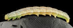 Anticarsia gemmatalis by (c) USGS Bee Inventory and Monitoring Lab, some rights reserved (CC BY). Used under a CC-BY license.