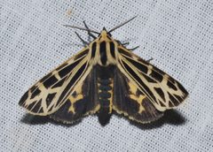 Apantesis anna by (c) Andy Reago & Chrissy McClarren, some rights reserved (CC BY). Used under a CC-BY license.
