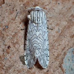 Arachnis citra by (c) Sue Carnahan, some rights reserved (CC BY), uploaded by Sue Carnahan. Used under a CC-BY license.