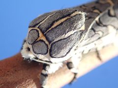 Arachnis picta by (c) Cricket Raspet, some rights reserved (CC BY), uploaded by Cricket Raspet. Used under a CC-BY license.