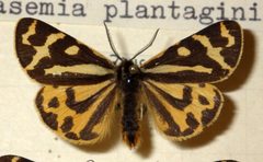 Arctia plantaginis by no rights reserved, uploaded by Andreas Manz. Used under a CC0 license.