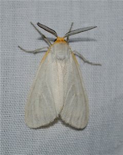 Cycnia collaris by (c) Jay Pruett, some rights reserved (CC BY), uploaded by Jay Pruett. Used under a CC-BY license.