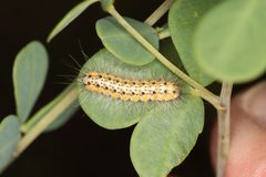 Estigmene acrea by (c) Jake McCumber, some rights reserved (CC BY), uploaded by Jake McCumber. Used under a CC-BY license.