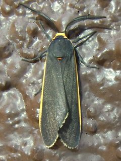 Euchaetes antica by (c) Sue Carnahan, some rights reserved (CC BY), uploaded by Sue Carnahan. Used under a CC-BY license.