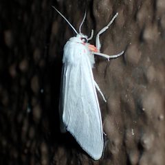 Euchaetes elegans by (c) Sue Carnahan, some rights reserved (CC BY), uploaded by Sue Carnahan. Used under a CC-BY license.