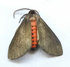 Euchaetes fusca by (c) jimeckert49, some rights reserved (CC BY). Used under a CC-BY license.