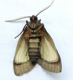 Euchaetes fusca by (c) jimeckert49, some rights reserved (CC BY). Used under a CC-BY license.