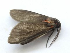 Euchaetes fusca by (c) jimeckert49, some rights reserved (CC BY). Used under a CC-BY license.