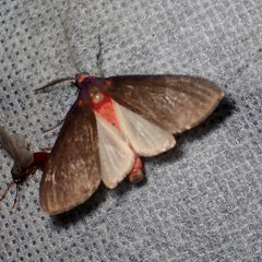Euchaetes fusca by (c) Sue Carnahan, some rights reserved (CC BY), uploaded by Sue Carnahan. Used under a CC-BY license.