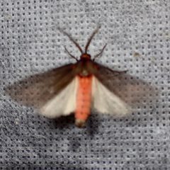 Euchaetes fusca by (c) Sue Carnahan, some rights reserved (CC BY), uploaded by Sue Carnahan. Used under a CC-BY license.