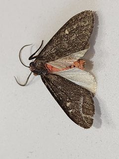 Euchaetes zella by (c) Jo Roberts, some rights reserved (CC BY), uploaded by Jo Roberts. Used under a CC-BY license.