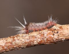 Halysidota cinctipes by (c) Laura Gaudette, some rights reserved (CC BY), uploaded by Laura Gaudette. Used under a CC-BY license.