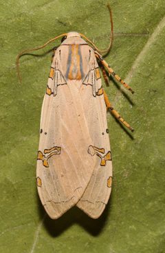 Halysidota davisii by (c) Laura Gaudette, some rights reserved (CC BY), uploaded by Laura Gaudette. Used under a CC-BY license.