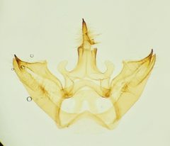 Halysidota tessellaris by (c) Laura Gaudette, some rights reserved (CC BY), uploaded by Laura Gaudette. Used under a CC-BY license.