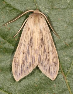 Leucanopsis lurida by (c) Laura Gaudette, some rights reserved (CC BY), uploaded by Laura Gaudette. Used under a CC-BY license.