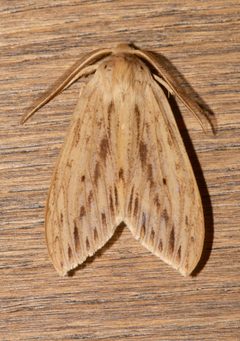 Leucanopsis lurida by (c) Laura Gaudette, some rights reserved (CC BY), uploaded by Laura Gaudette. Used under a CC-BY license.