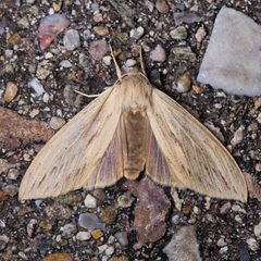 Leucanopsis lurida by (c) Ken-ichi Ueda, some rights reserved (CC BY), uploaded by Ken-ichi Ueda. Used under a CC-BY license.