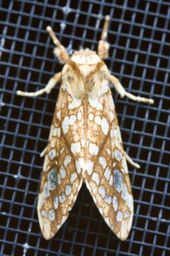 Lophocampa caryae by (c) Ken-ichi Ueda, some rights reserved (CC BY). Used under a CC-BY license.