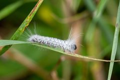 Lophocampa caryae by (c) Patrick Hanly, some rights reserved (CC BY), uploaded by Patrick Hanly. Used under a CC-BY license.